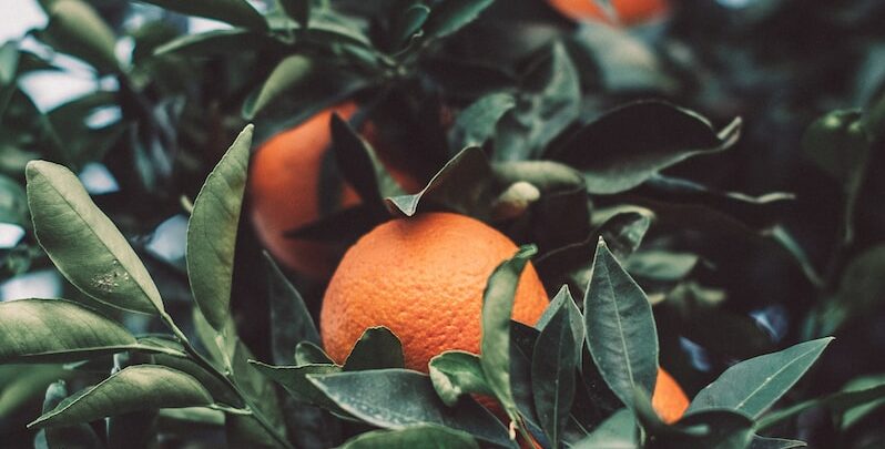 close up photography of orange fruit